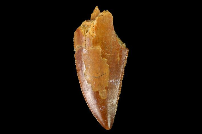 Serrated, Raptor Tooth - Real Dinosaur Tooth #152477